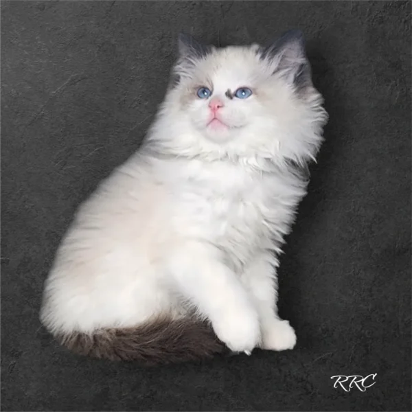 A white cat sitting on top of a black wall.