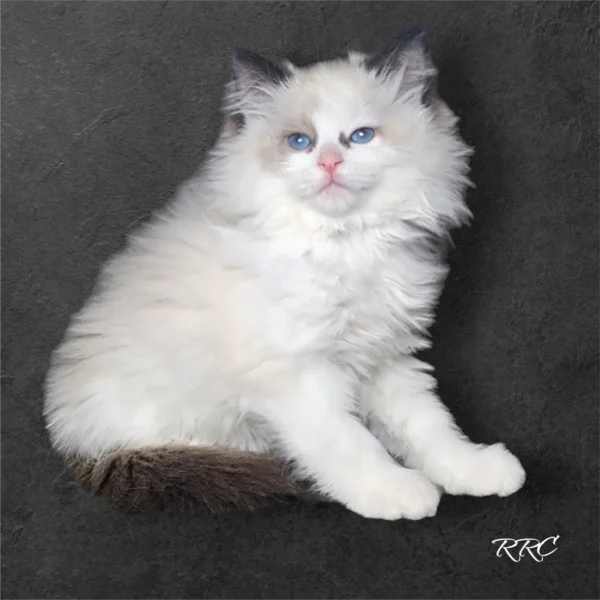 A white cat sitting on top of a tree stump.