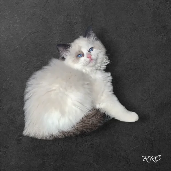 A fluffy white cat is sitting on the ground.