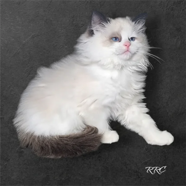 A fluffy cat sitting on the ground.