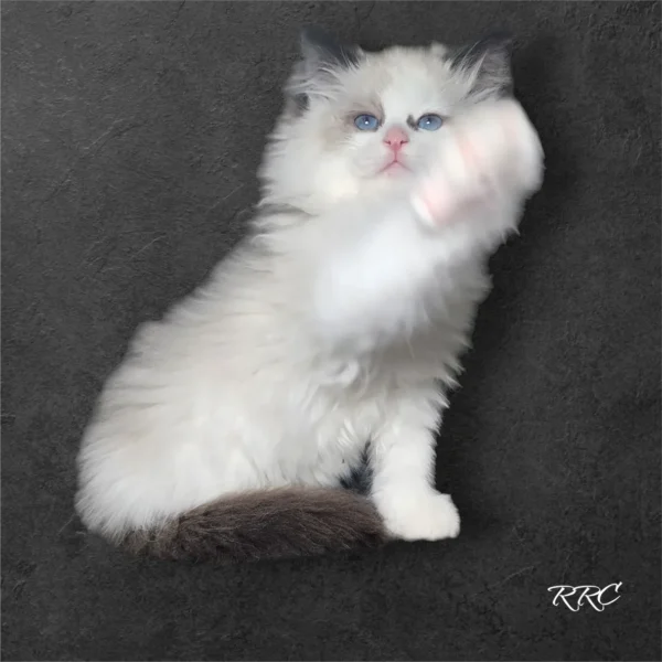 A white cat is standing on its hind legs.