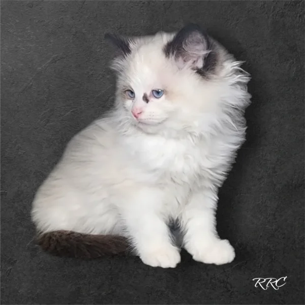 A white cat with blue eyes sitting on top of a black surface.