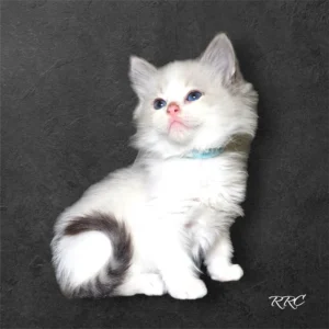 A white cat with blue collar sitting on top of a black surface.