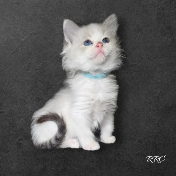 A white kitten with blue collar sitting on the ground.