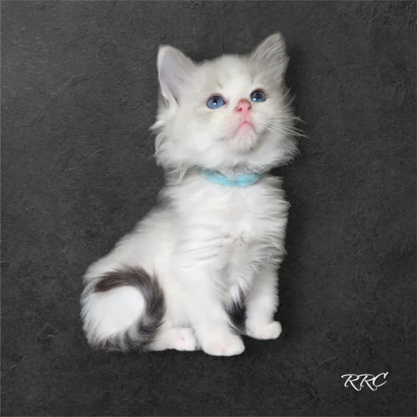 A white kitten with blue collar sitting on the ground.