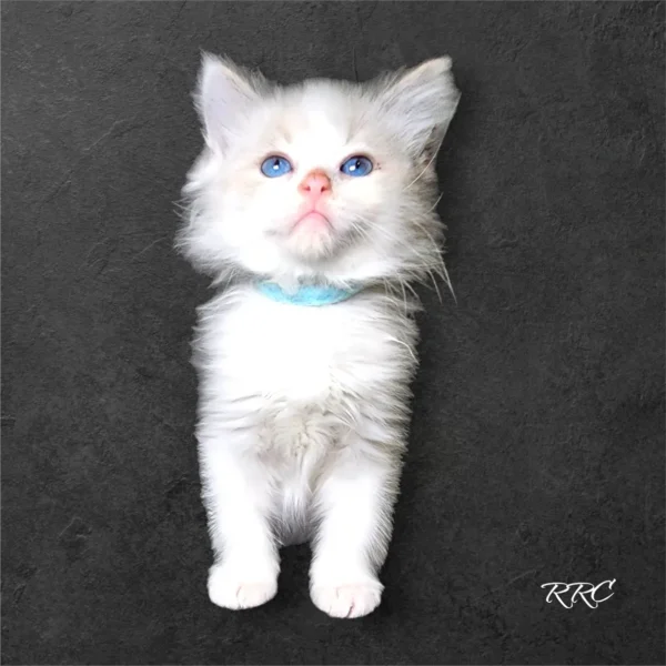 A white cat with blue collar standing on its hind legs.