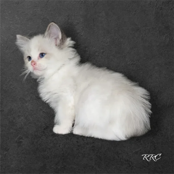 A white kitten sitting on the ground looking at something.