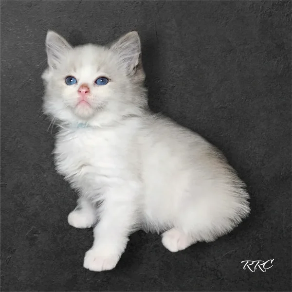 A white kitten with blue eyes sitting on the ground.