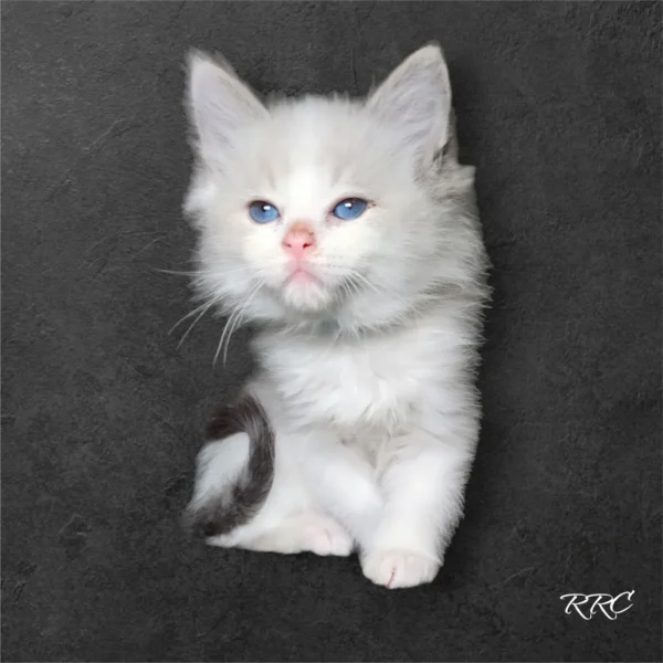 A white kitten with blue eyes sitting on the ground.