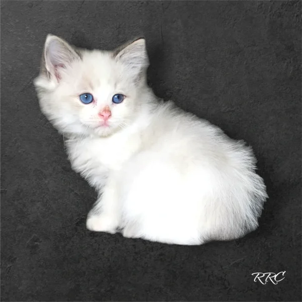 A white kitten with blue eyes sitting on the ground.