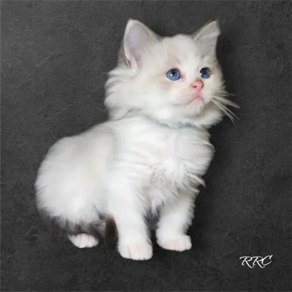 A white kitten with blue eyes sitting on top of a black surface.