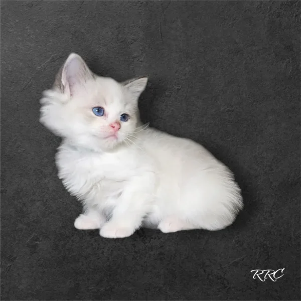 A white kitten sitting on top of a black floor.