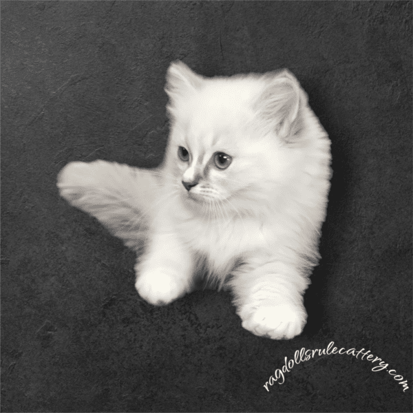 A white kitten is sitting on the ground.