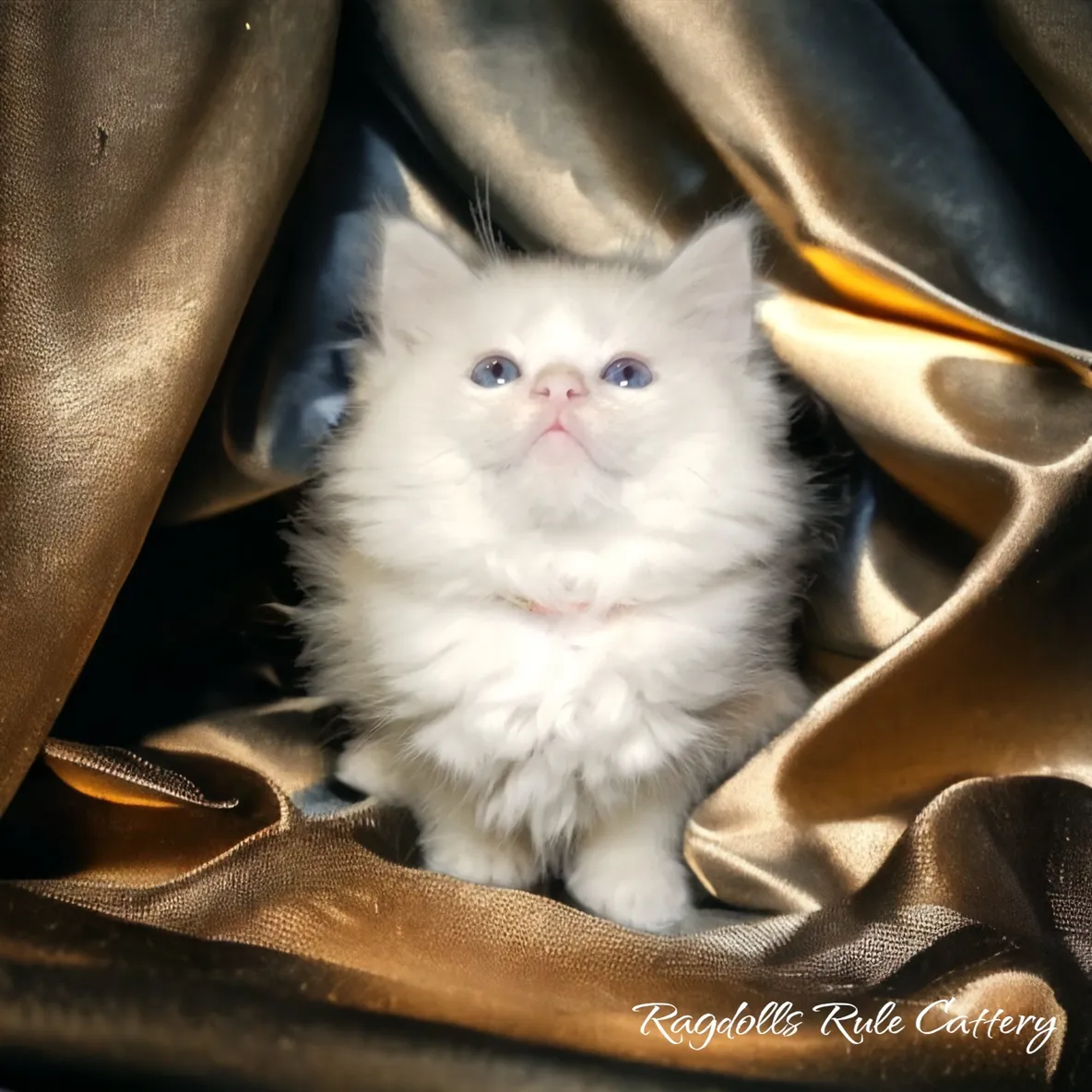 A white cat sitting on top of a gold and brown cloth.