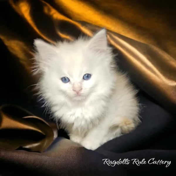 A white kitten sitting on top of a blanket.