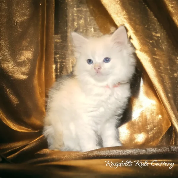 A white cat sitting on top of a gold curtain.