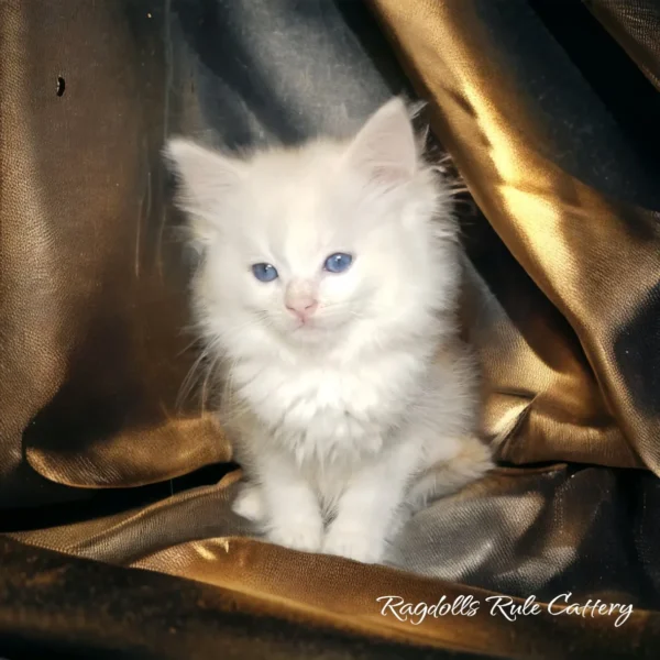 A white kitten sitting on top of a gold blanket.