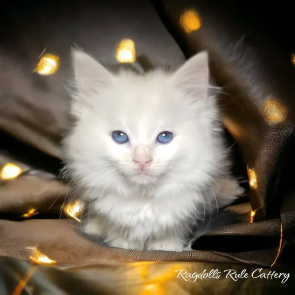 A white kitten sitting on top of a brown blanket.