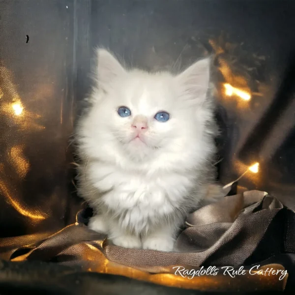 A white cat sitting on top of a brown blanket.