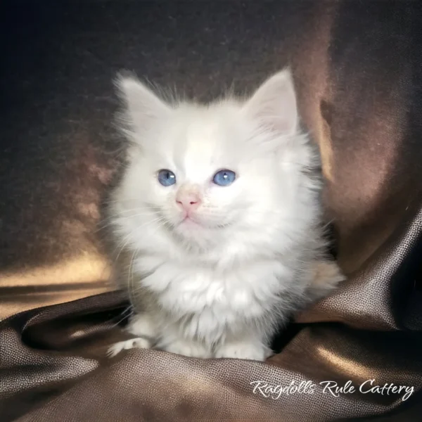 A white kitten sitting on top of a brown blanket.