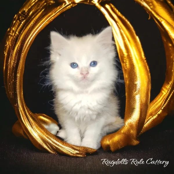 A white kitten sitting in front of gold branches.