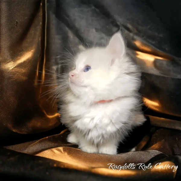 A white kitten sitting on top of a gold blanket.