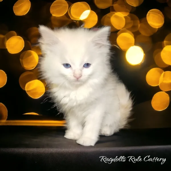 A white kitten sitting on top of a table.