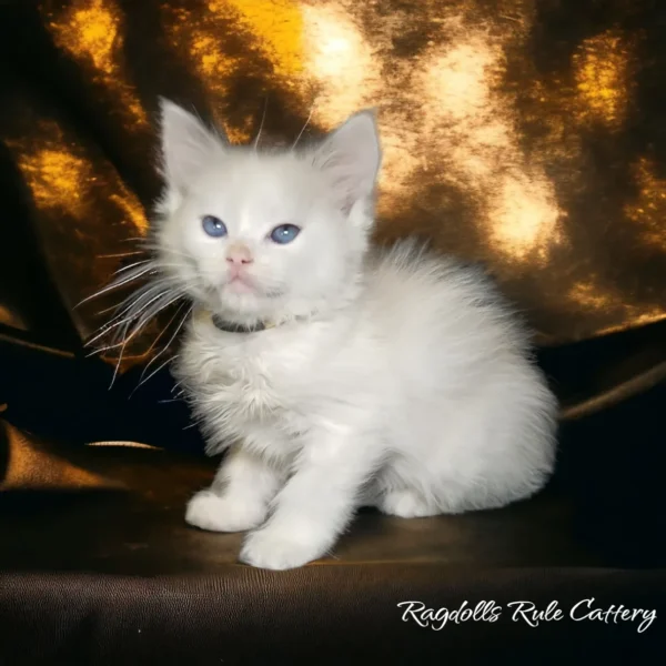 A white kitten sitting on top of a brown couch.