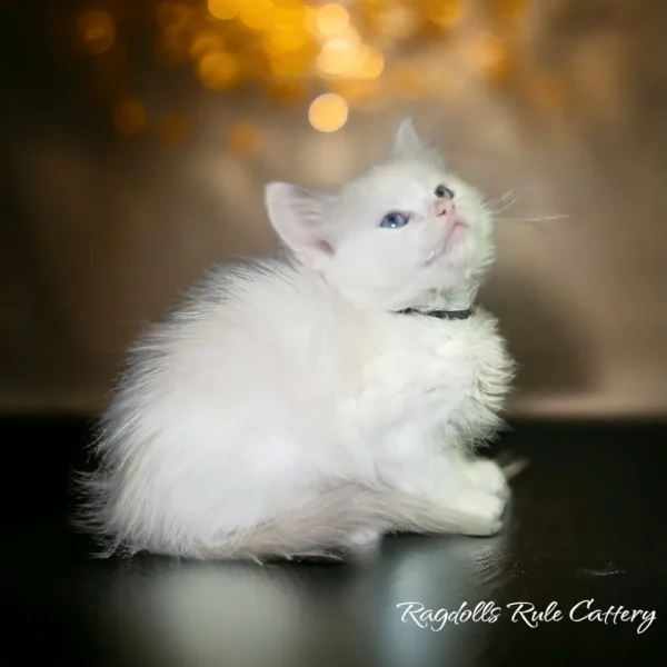 A white kitten sitting on top of a table.