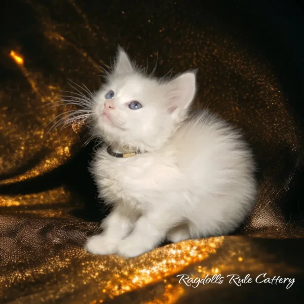 A white kitten sitting on top of gold fabric.