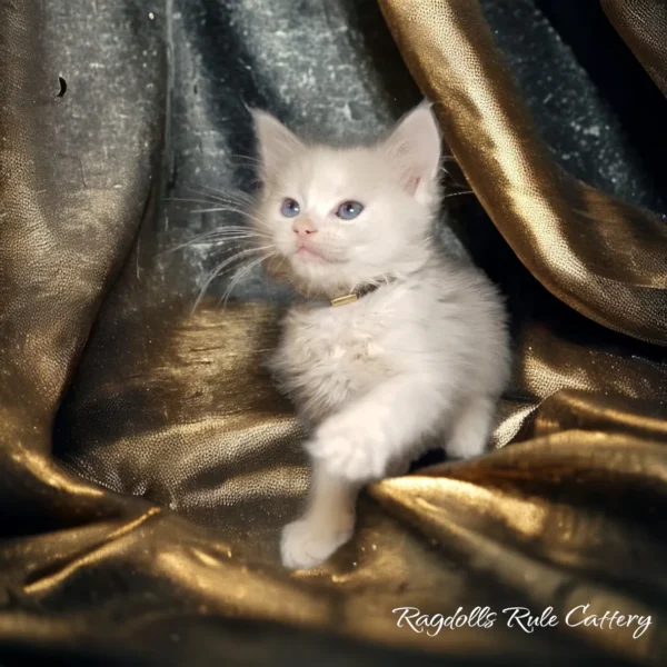 A white kitten sitting on top of gold fabric.