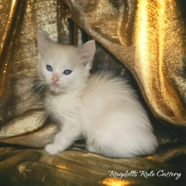 A white kitten sitting on top of gold fabric.