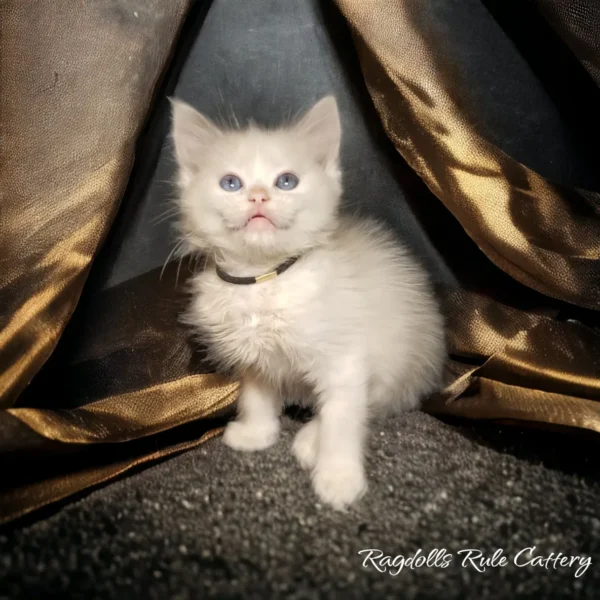 A white kitten sitting in front of some gold curtains.