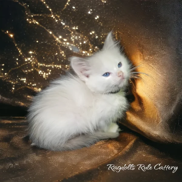 A white kitten sitting on top of a blanket.