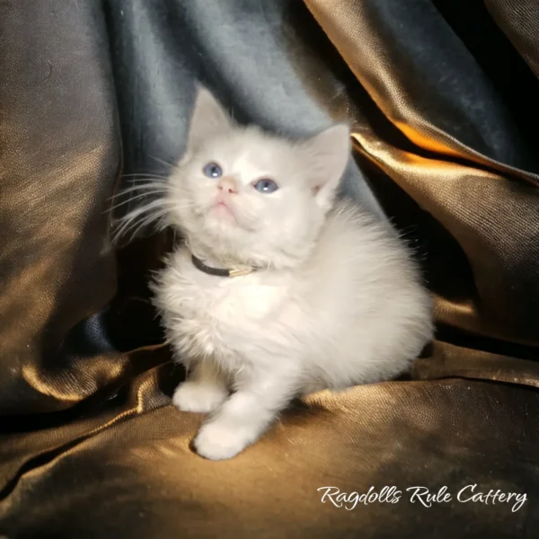 A white cat sitting on top of a gold blanket.