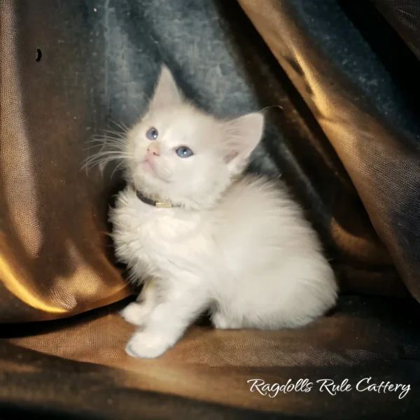 A white kitten sitting on top of a brown couch.