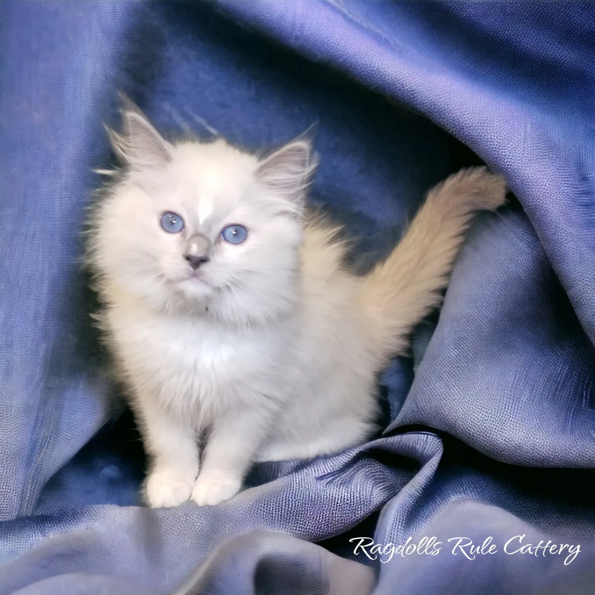 A cat sitting on top of a blue blanket.