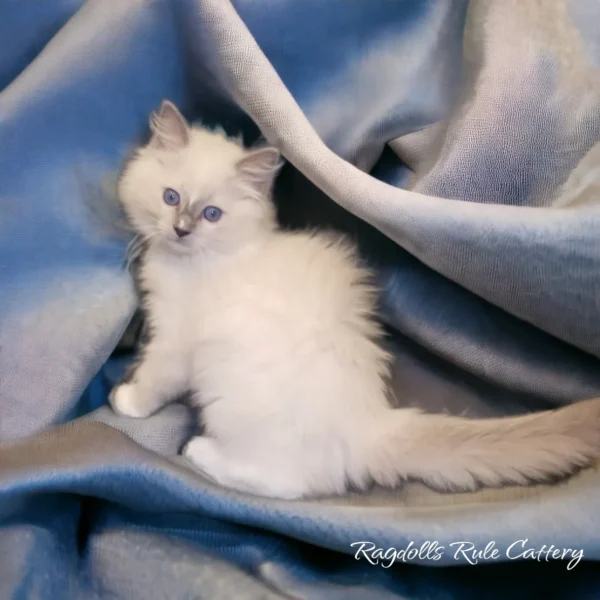 A fluffy white cat sitting on top of a blanket.