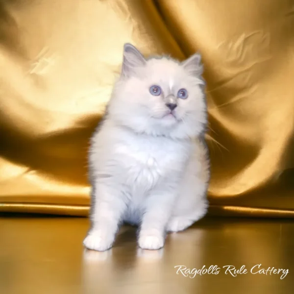 A white cat sitting on top of a table.