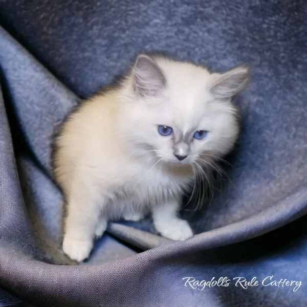 A white kitten sitting on top of a blanket.