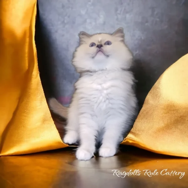 A white cat standing on top of a table.