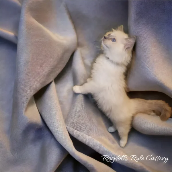 A cat is sitting on the blanket and looking up.