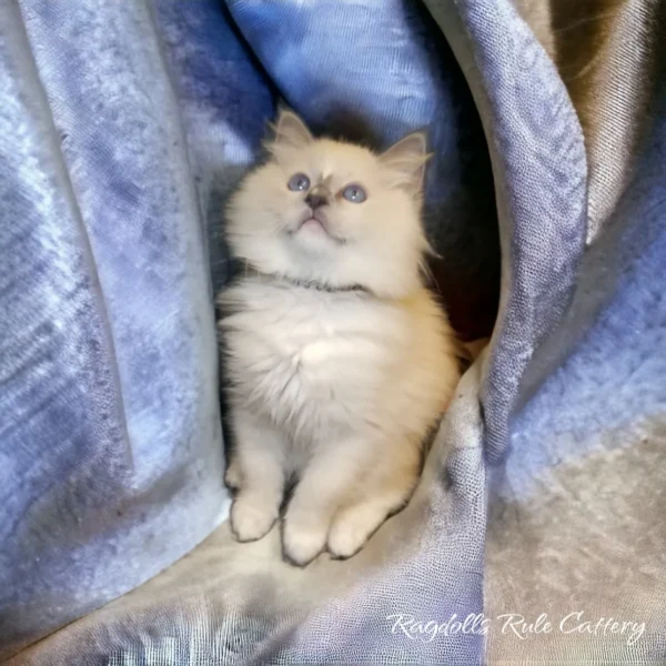 A cat is sitting on the blanket and looking at something.