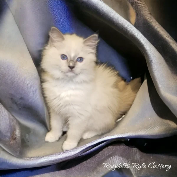 A cat sitting in the corner of a room.