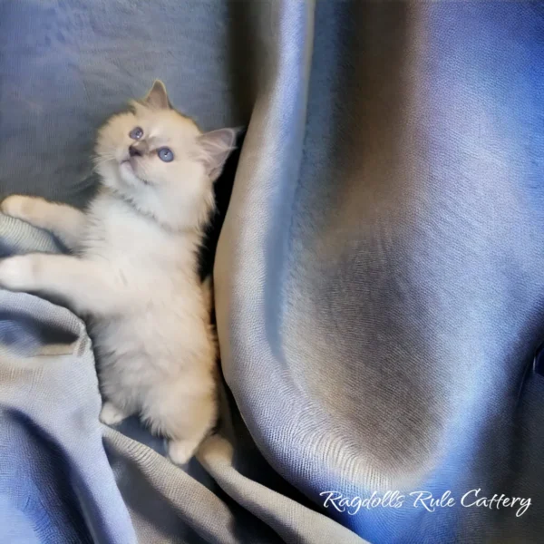 A cat is laying on the blanket