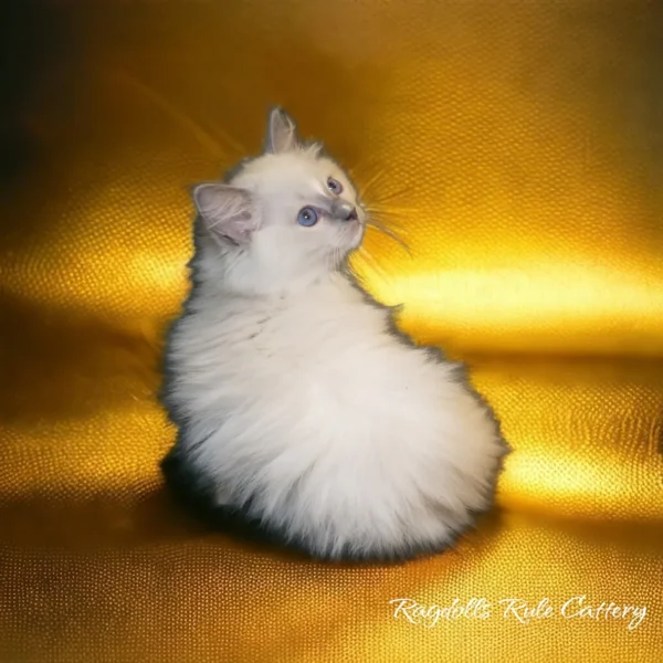 A white cat sitting on top of a gold surface.