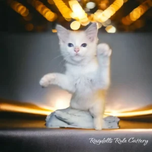 A white cat is standing on its hind legs.