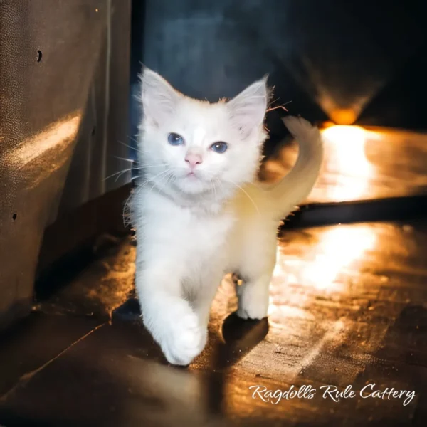 A white cat walking on the floor in front of a window.