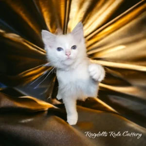 A white kitten standing on top of a gold cloth.