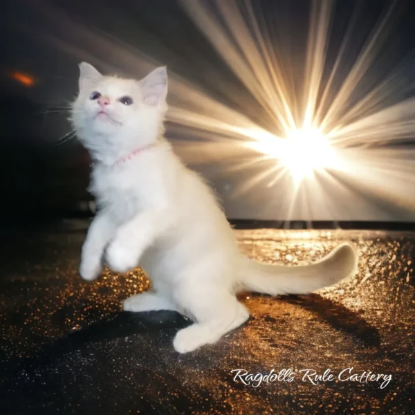 A white cat sitting on the ground in front of a bright sun.